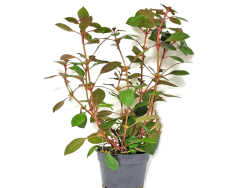Kleine tiefrote Ludwigie - Ludwigia sp. mini Red